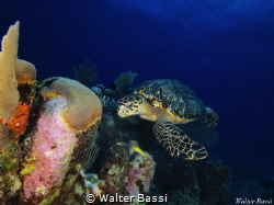 "The queen" by Walter Bassi 